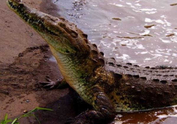 krokodil-costa-rica