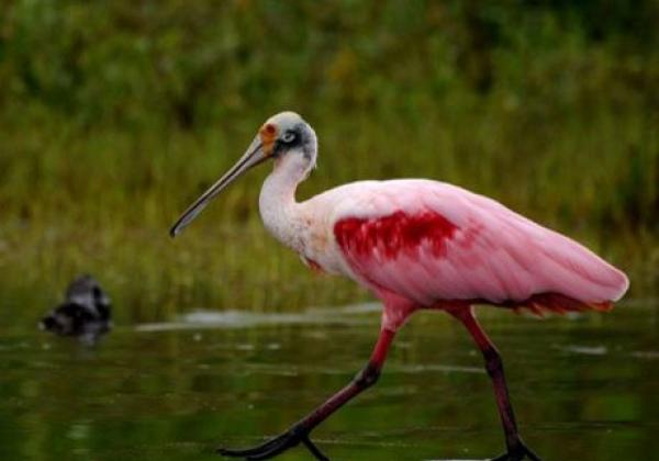 roseate-spoonbill