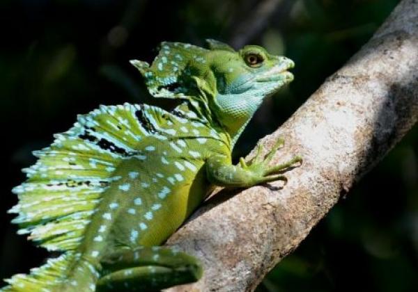 tortuguero-may-2012-rob-043.jpg