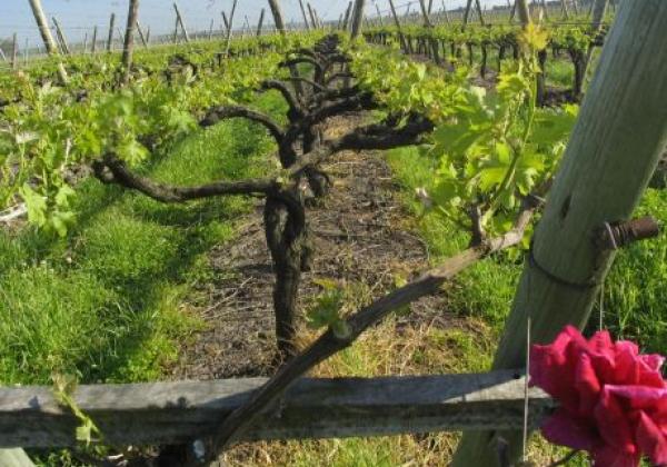 weinreben-in-uruguay