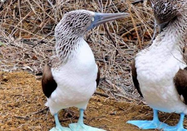 blue-footed-fotor