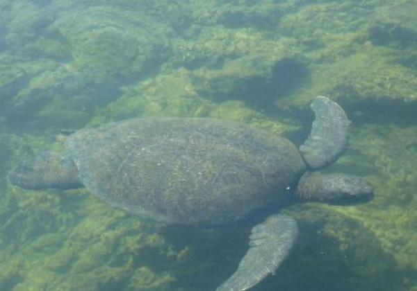galapagos-water-turtle.jpg