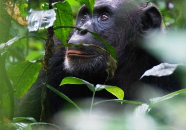 tag-3---schimpansen-tracking-im-kibale-forest-nationalpark.jpg