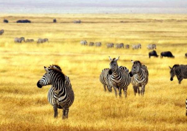 tanzania---serengeti---zebra-yellow
