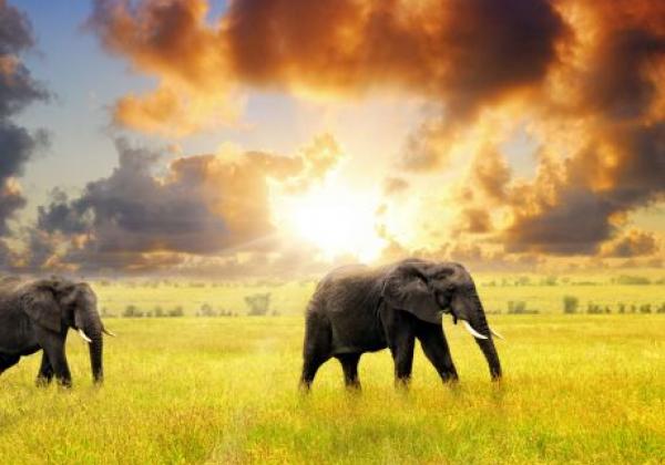 tanzania---serengeti---elefant-clouds
