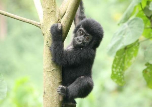 uganda---gorilla---baby