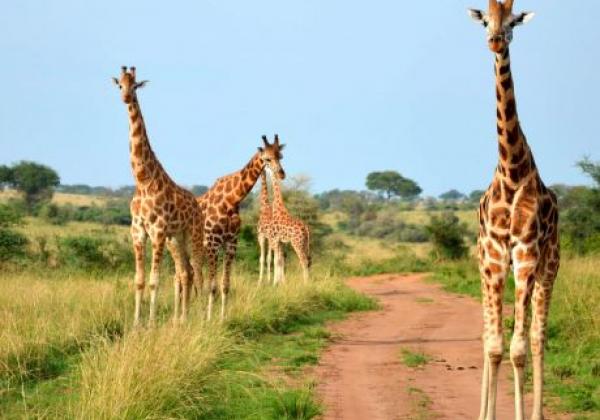 uganda---murchison---giraffe-2