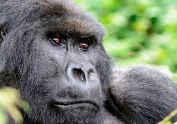 iyt---uganda---gorilla