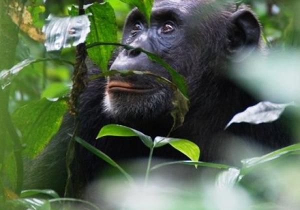 iyt---uganda---chimps-2.jpg