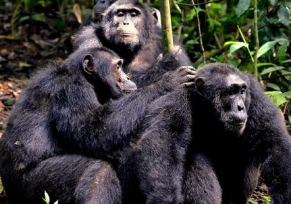 iyt---uganda---chimps-1