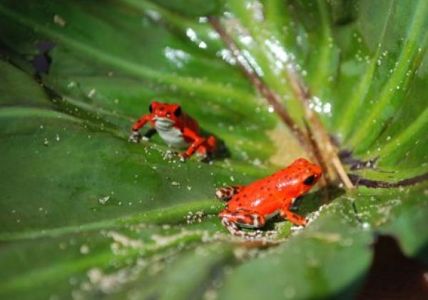roter-frosch-panama