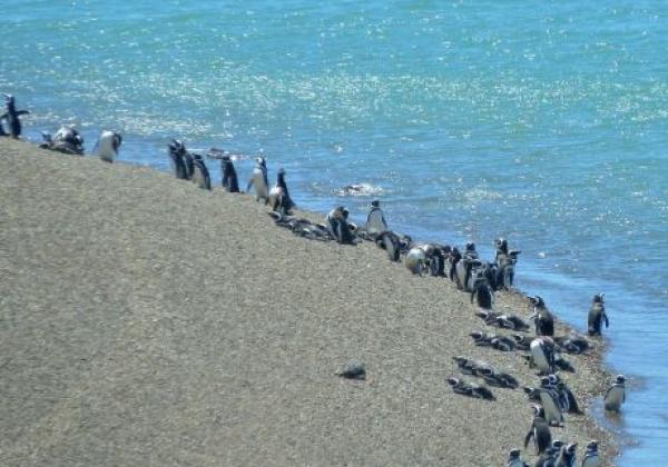 s-arg-madryn-peninsula-valdes-penguins-01-©-sat-(ad).jpg