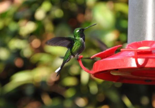 mindo-colibri.jpg