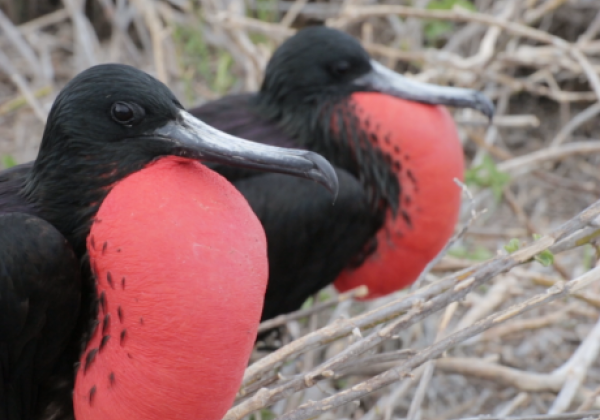 galapagos-frigatebird