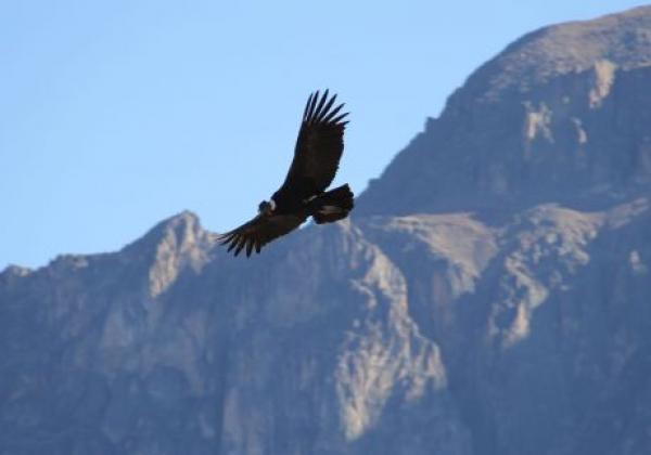 colca-pervian.jpg