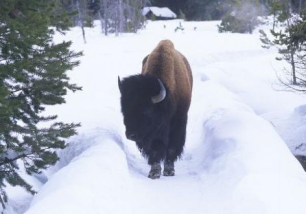 bison-on-the-path