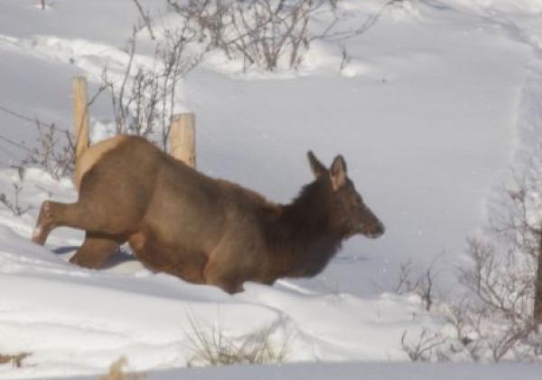 elk-in-deep-snow