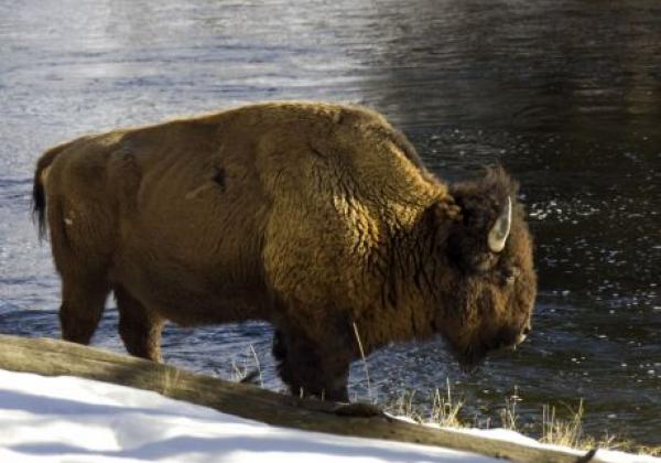 bison-at-madison-2