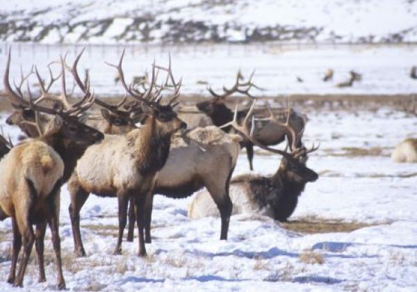 national-elk-refuge-2