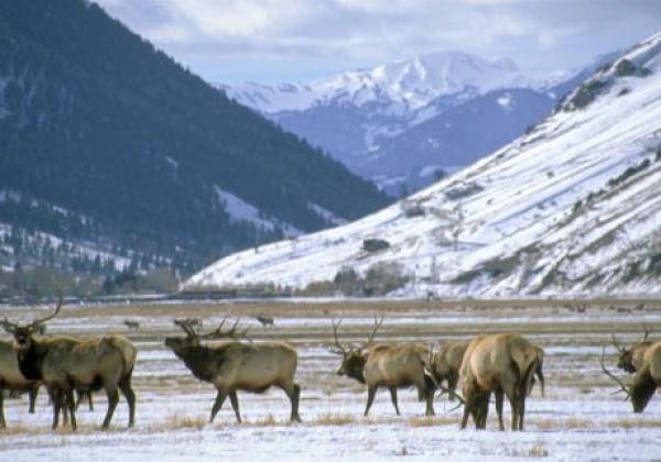 national-elk-refuge-3