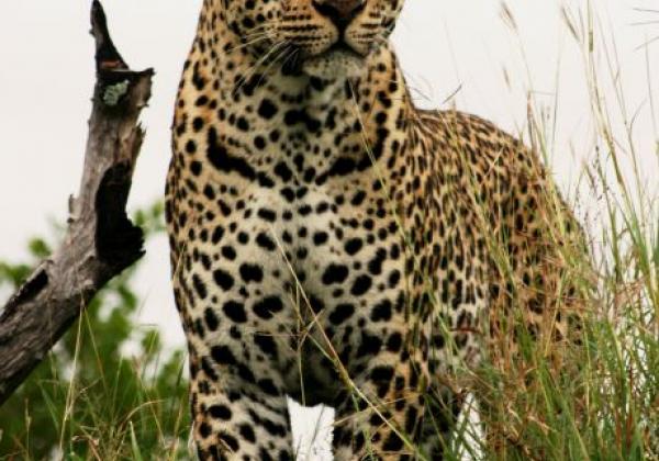 wildlife-(17).jpg