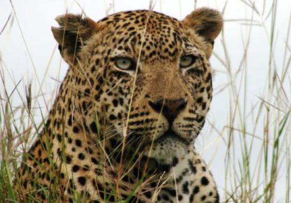 leopard-im-grass