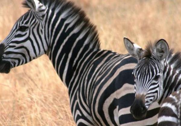 zebras-in-südafrika
