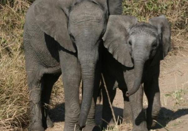 großer-und-kleinerer-elefant