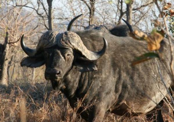 büffel-in-südafrika