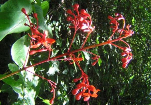 wild-orchid---rinca-island.jpg