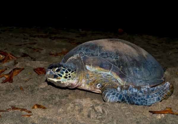 rekawa-turtle