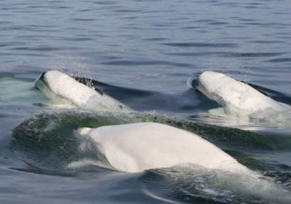 3-belugas