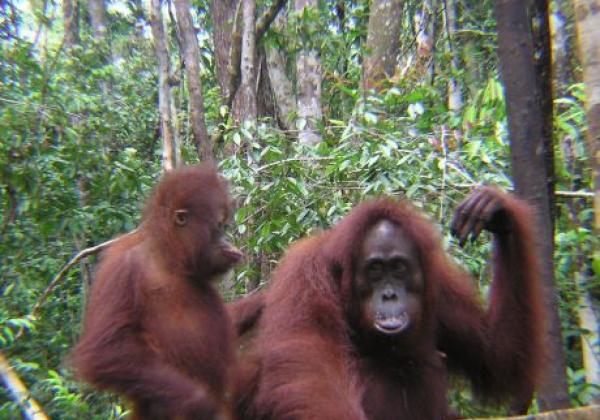 borneo---mom-and-baby-orangutan