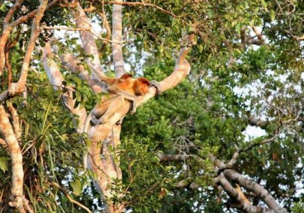 borneo---proboscis-monkeys