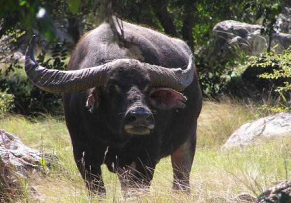 wild-water-buffalo---rinca-island