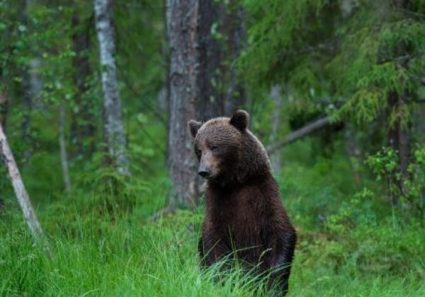 braunbär-in-estland