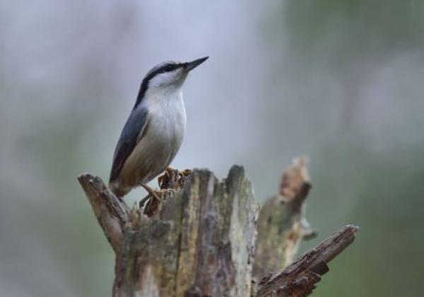 vögel-in-estland