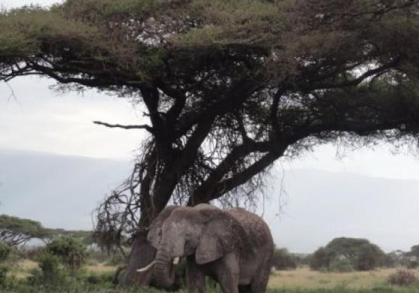 elefant-unter-baum