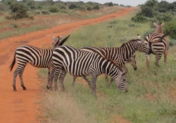 zebras-am-straßenrand