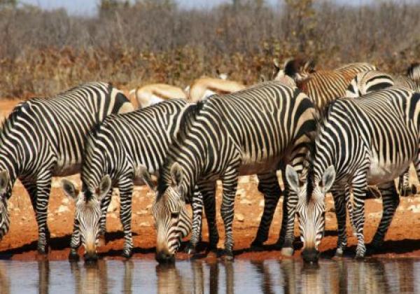 zebras-am-wasserloch