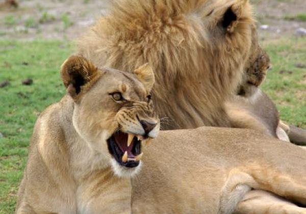 wildlife-(1)