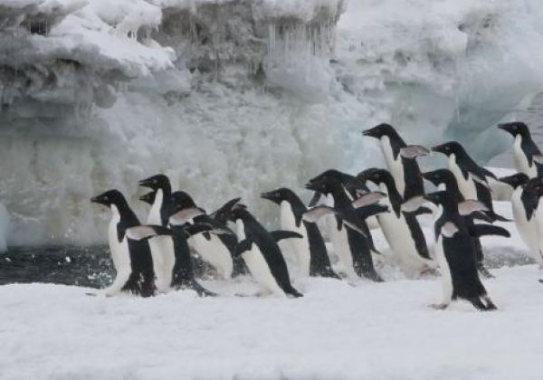 pinguine-springen-ins-wasser.jpg