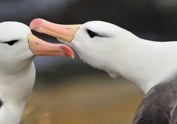 2-albatrosse.jpg
