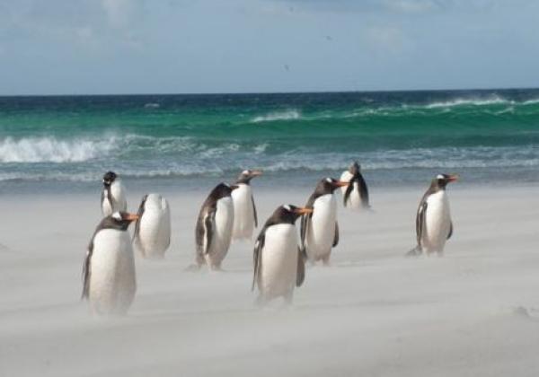 pinguine-im-wind.jpg