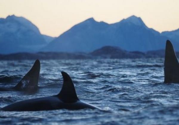 orcas-in-norwegen.jpg