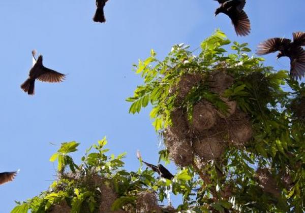 vögel-in-iguazu