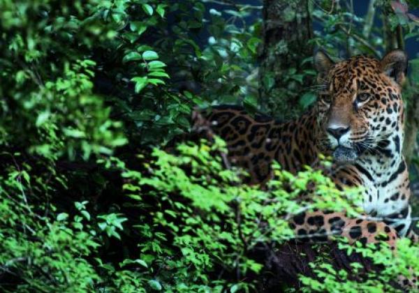 nationalpark-iguazu