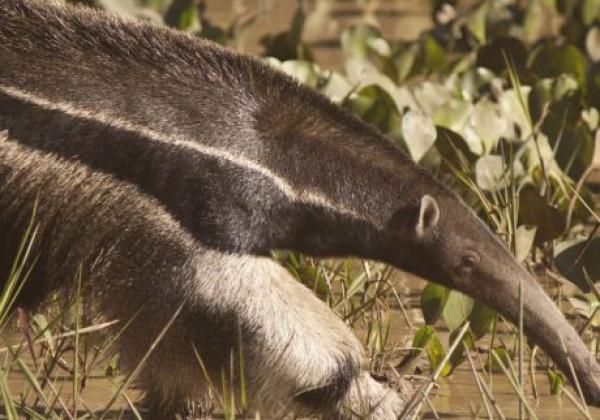 sm---tamanduá-bandeira---giant-anteater