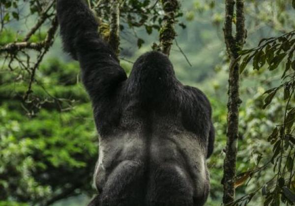 gorilla-von-hinten