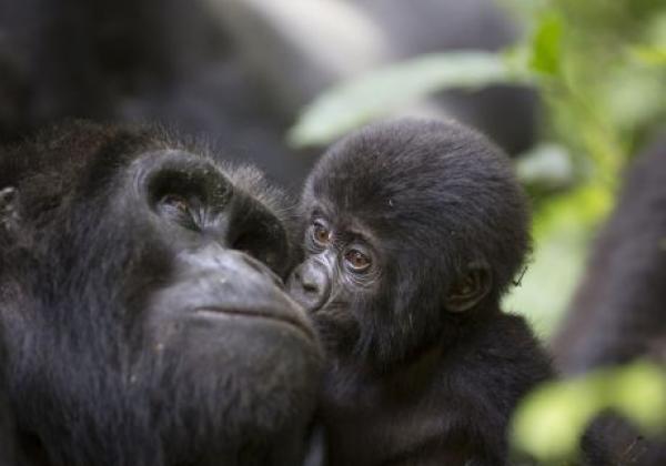 baby-gorilla-küsst-mama